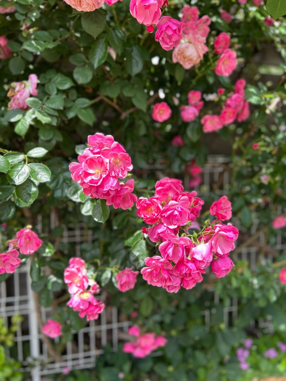 薔薇の会でのミニコンサート